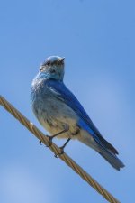 C05MountainBluebirdMale1387.jpg C05MountainBluebirdMale1387.jpg