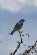 C06MountainBluebirdMale1415.jpg C06MountainBluebirdMale1415.jpg