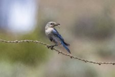C07MountainBluebirdFemaleWInsect1399.jpg C07MountainBluebirdFemaleWInsect1399.jpg