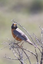 C08AmericanRobin1492.jpg C08AmericanRobin1492.jpg