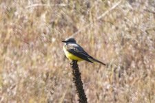 D09WesternKingbird1334.jpg D09WesternKingbird1334.jpg