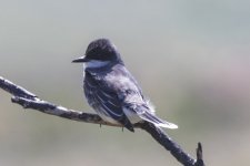 D10EasternKingbird1478.jpg D10EasternKingbird1478.jpg