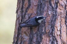 E18WhiteBreastedNuthatch1577.jpg E18WhiteBreastedNuthatch1577.jpg
