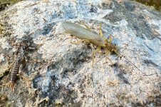 IMG_3716.jpeg