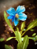 IMG_2601.jpeg