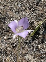 IMG_5582.jpeg