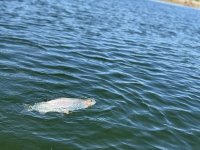 IMG_2707.JPG IMG_2707.JPG