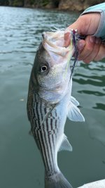 IMG_4406.jpeg