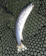 IMG_2648.jpeg
