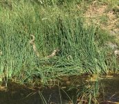 IMG_1138.jpeg