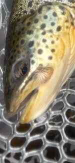 IMG_0876.png IMG_0876.png