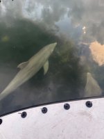 IMG_4050.jpeg