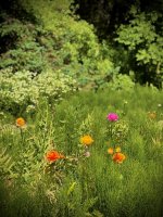 IMG_2567.jpeg
