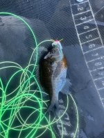 IMG_5586.jpeg