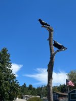 IMG_4127.jpeg IMG_4127.jpeg