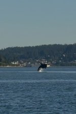 IMG_0965.jpeg