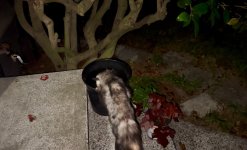IMG_5996.jpeg IMG_5996.jpeg
