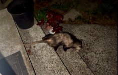 IMG_5999.jpeg IMG_5999.jpeg