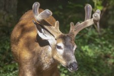 A01TopBuckWAntlers1689.jpg A01TopBuckWAntlers1689.jpg