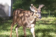 A03BuckDevelopingAntlers1669.jpg A03BuckDevelopingAntlers1669.jpg