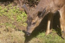 A04BuckDevelopingAntlers1673.jpg A04BuckDevelopingAntlers1673.jpg