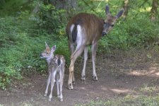 B05Fawn&Doe1857.jpg B05Fawn&Doe1857.jpg