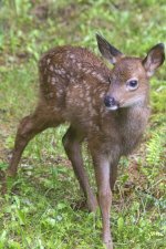 B08CuteFawn1840.jpg B08CuteFawn1840.jpg