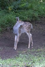B09CuteFawn1878.jpg B09CuteFawn1878.jpg