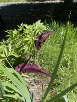 IMG_4649.jpeg