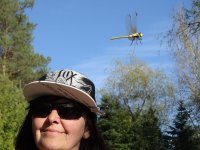 Dragonfly Clip.jpeg