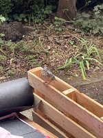 IMG_4675.jpeg