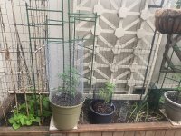 IMG_7415.jpeg