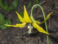 A03GlacierLily6080018.jpg