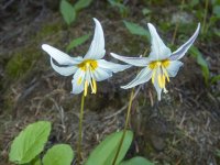 A07WhiteAvalancheLily6080157.jpg