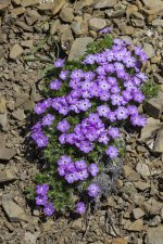 A11SpreadingPhlox1945.jpg