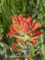 A15HarshIndianPaintbrush6080067.jpg