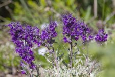A29SilkyPhacelia1896.jpg