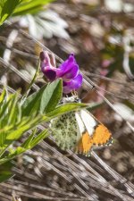 B04SarasOrangetipOnAmericanVetch1800.jpg