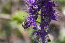 B09BumblebeeOnSilkyPhacelia1990.jpg