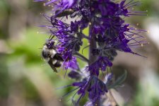 B10BumblebeeOnSilkyPhacelia1993.jpg