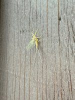 IMG_0498.jpeg