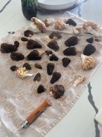 MUSHROOM2.jpg