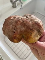 MUSHROOM3.jpg