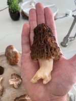 MUSHROOM4.jpg