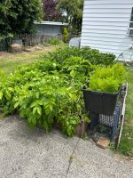 IMG_1427.jpeg
