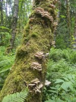 C01OysterMushroomsP6130022.jpg