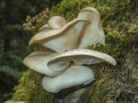 C02OysterMushrooms6130020.jpg