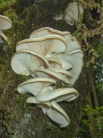 C03OysterMushrooms6130021.jpg