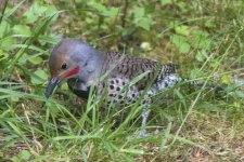 A01NorthernFlickerMale1852.jpg A01NorthernFlickerMale1852.jpg