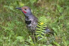 A02NorthernFlickerMale1837.jpg A02NorthernFlickerMale1837.jpg